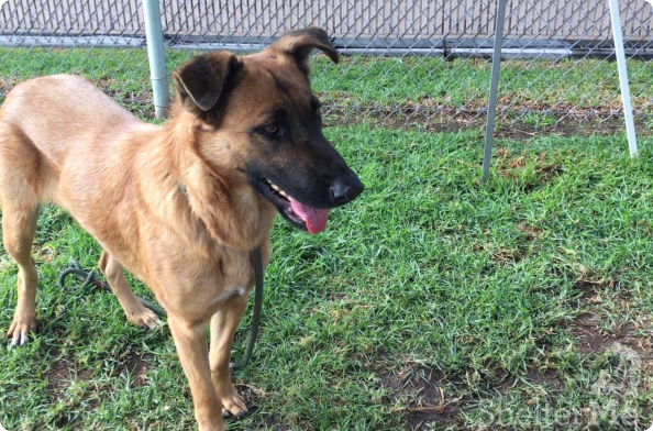 Downey Animal Care Center