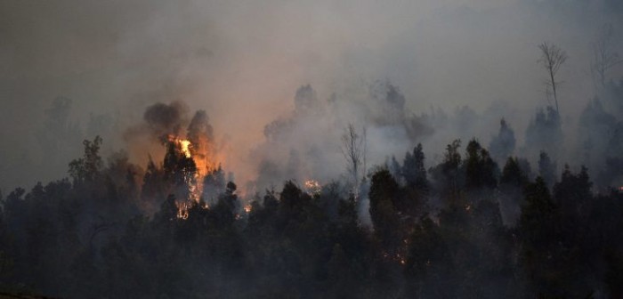 Onemi declara alerta roja en Limache por incendio forestal