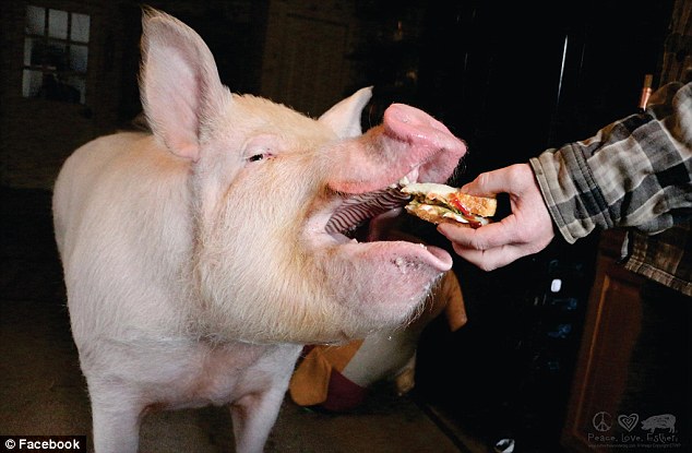 Esther: la chanchita maravillosa | Facebook