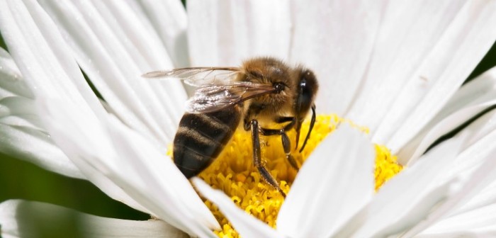 Con veneno de abejas: científicos logran destruir células de cáncer de mama en solo una hora