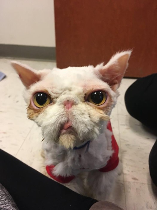 The Anti-Cruelty Society | Facebook