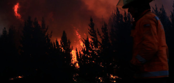 Conaf: peligra árbol único y en peligro de extinción por incendios en región del Maule