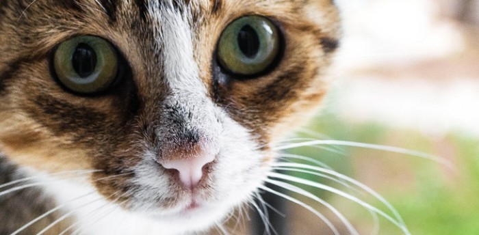 Critican duramente a libro escolar hindú que sugiere torturar a gatos como experimento