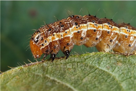 Larva de spodoptera frugiperda | Canadian Biodiversity Information Facility (DP)
