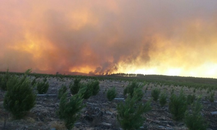 Incendio fuera de control en Parral: Al menos 40 viviendas y 3.500 hectáreas afectadas