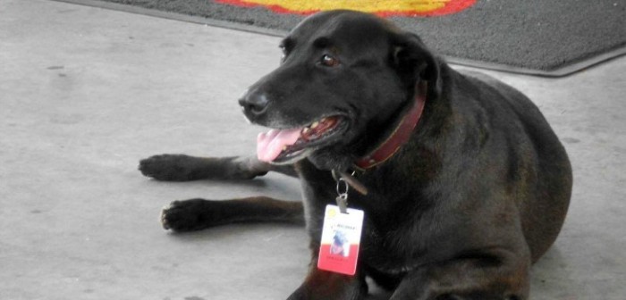 Perrito se luce como el empleado del año en una gasolinera de Brasil: es viral