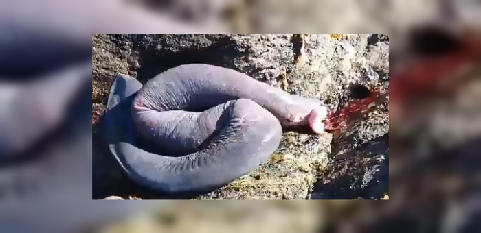 Avistamiento de extraño animal marino sorprende a lugareños en Tirúa