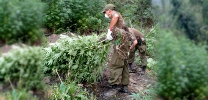 No se quemó ninguna: Brigadista encuentra 2 mil plantas de marihuana durante incendio