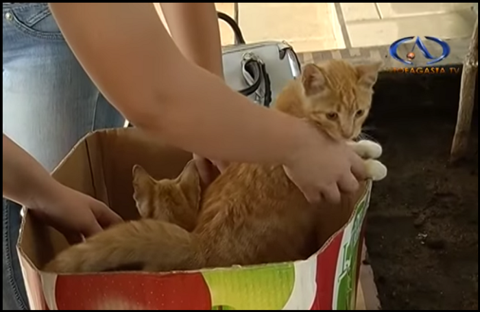 Alertaron a Carabineros sobre 'paquete sospechoso': terminó siendo una caja de gatitos