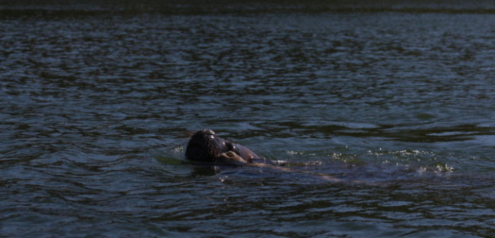 Llegaron para quedarse: confirman presencia permanente de lobos marinos en Lago Lanalhue
