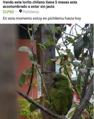 Anuncio en Facebook | PDI