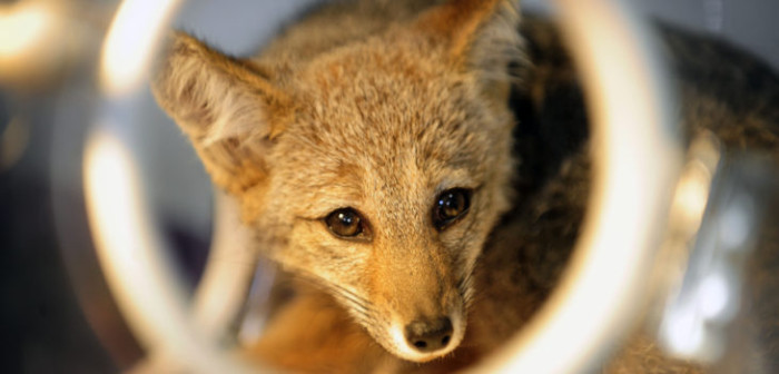 Conoce cómo ayudar a animales silvestres que están emigrando a zonas urbanas por incendios