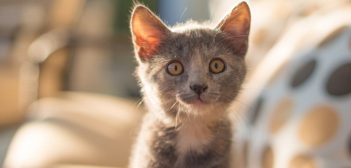 Condenan en Colombia a hombre que hurtaba gatos y se los comía