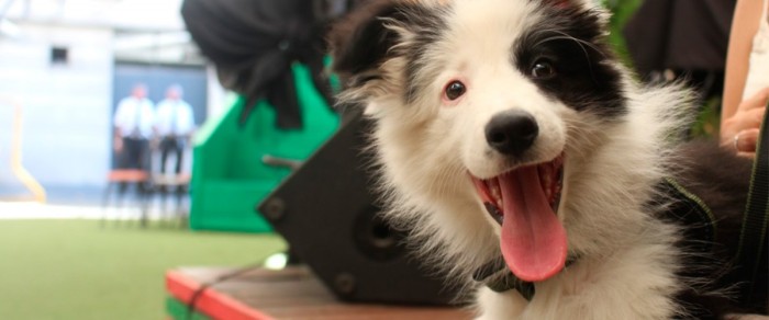 Perrita de Mucho Gusto sube fotos con el 'cono de la vergüenza' tras sufrir rasponazo