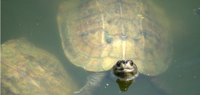 El increíble descubrimiento que médicos hicieron en el estómago de una tortuga