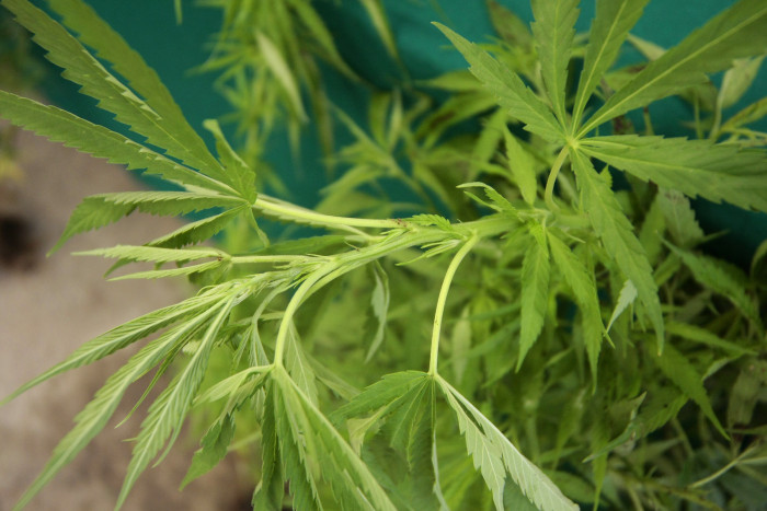 Incautan más de 2.300 plantas de marihuana y tres kilos de droga en Pencahue y Río Claro