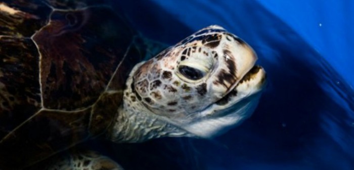 Una tortuga tailandesa que se tragó 915 monedas vuelve a nadar
