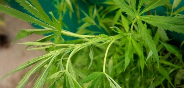 Joven de 28 años fue detenido tras decomiso de 18 plantas de marihuana en Pucón