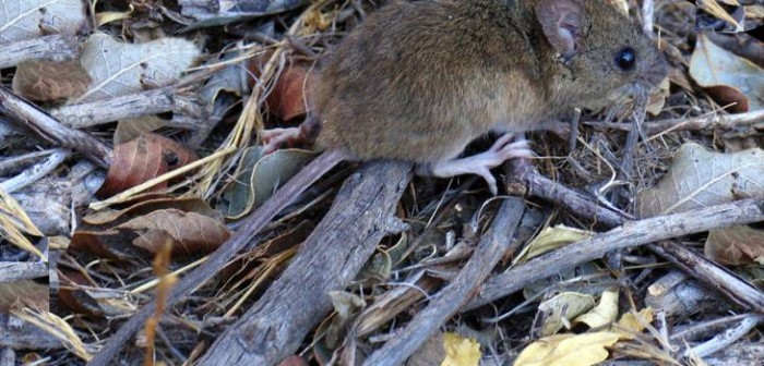 Trasladan a 3 pacientes con Hanta hacia Concepción para ser tratados con moderno sistema