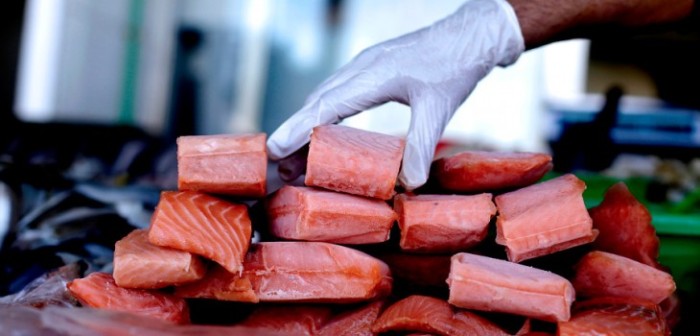 Llaman a no consumir salmón chileno por estudio que reveló alto uso de antibióticos