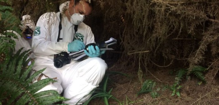 Detienen a sujeto que habría violado a joven a plena luz del día en Puerto Montt