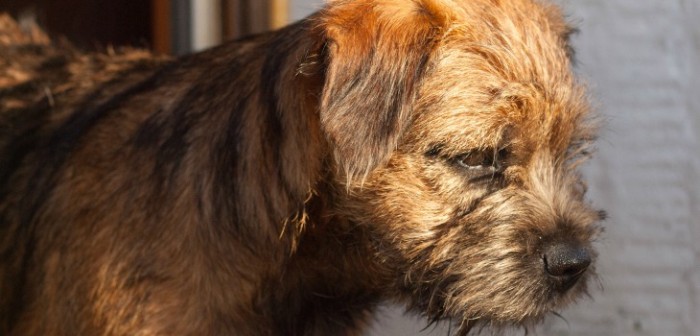 Perrito abandonado conmovió Internet tras aparecer solo y con una desgarradora carta