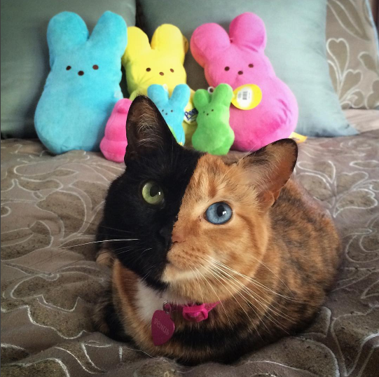 Venustwofacecat | Instagram