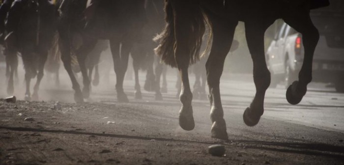 Comunidad mapuche denuncia a Carabineros por ataque con armas de guerra: un caballo murió