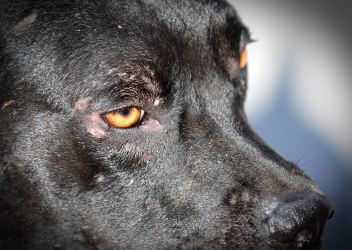 Mujer graba momento en que vecina le dispara a su perro en condominio de Chicureo