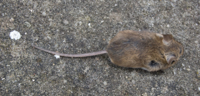 Suspenden clases en escuela de Frutillar por plaga de ratones