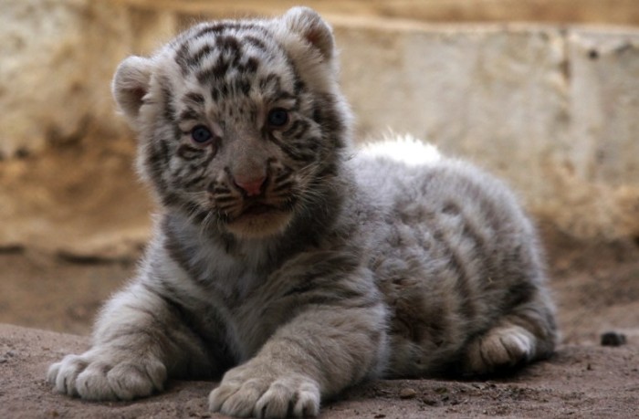 Presentan a cachorros de tigre blanco nacidos en cautiverio en México
