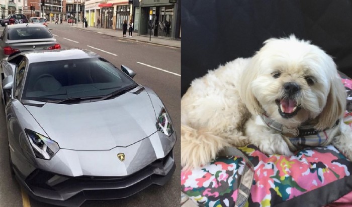 Video de una joven limpiando su auto con un cachorro causa indignación en redes