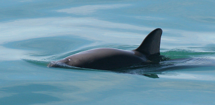 Vaquita Marina | Paula Olson - NOAA | Wikimedia Commons