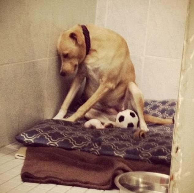 Rescue Dogs Match | Facebook