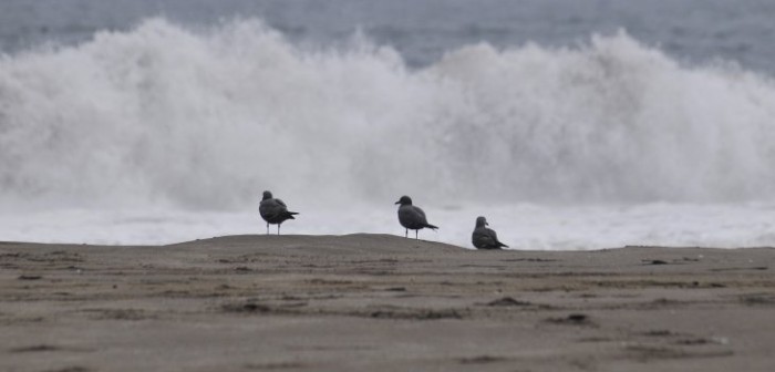 Armada prevé olas de hasta 4 metros por marejadas desde Antofagasta al Bío Bío