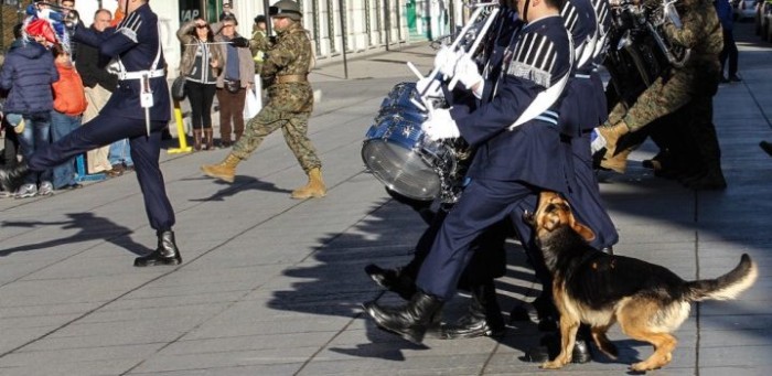 Perro muerde a efectivo de la FACh en pleno desfile dominical en Punta Arenas