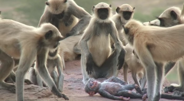 Reacción de primates ante una supuesta cría muerta emociona a cibernautas