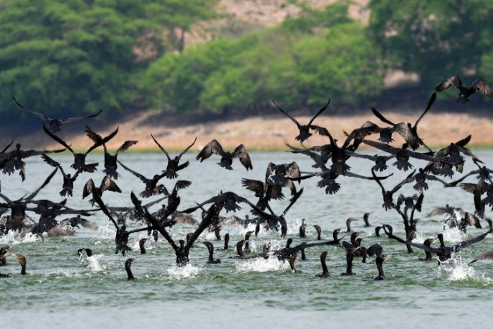 Estudio de ave de Galápagos podría ayudar a tratar trastornos óseos humanos