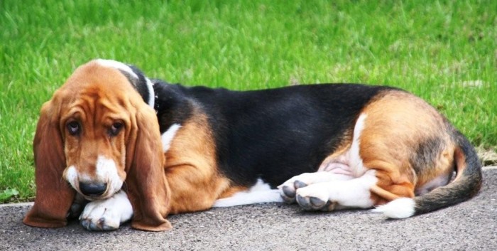 ¡Un héroe! Graban a perrito ayudando a un bebé a abrir el refrigerador