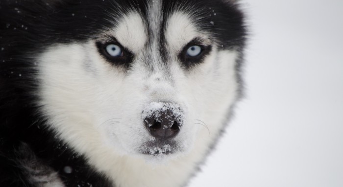 Imagen de perro siberiano con extraño corte de pelo se vuelve viral