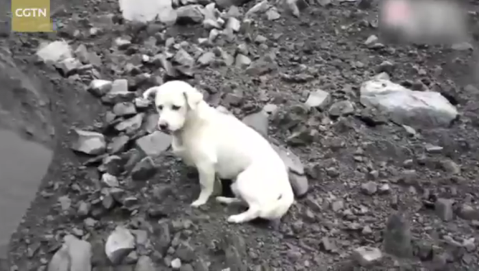 Desolador video de perro que busca a su amo entre escombros en China conmueve al mundo