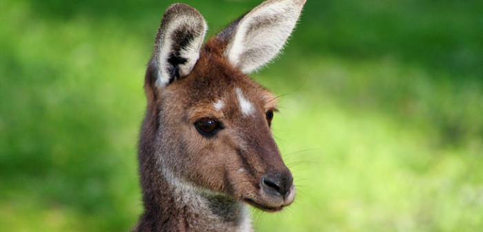 Muerte de canguro que fue atado a una silla y disfrazado impacta a Australia