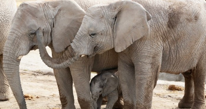 Un elefante pisotea hasta la muerte a su domador en Zimbabue