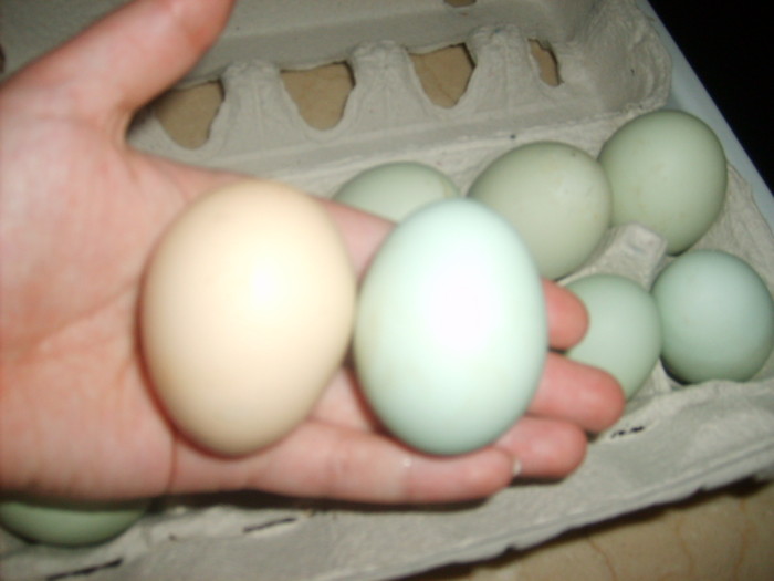 Desde el Imperio romano: La curiosa razón por la que los huevos se venden por docena