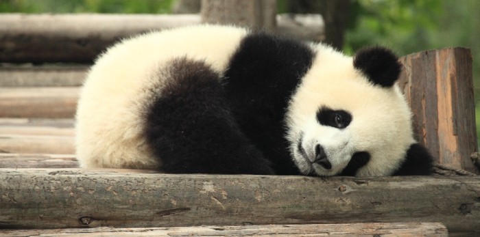 Acusan de maltrato a cuidadores de pandas en China: los delató la cámara de seguridad