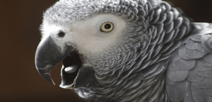 Para no creer: Loro se convierte en testigo clave tras caso de homicidio en Estados Unidos