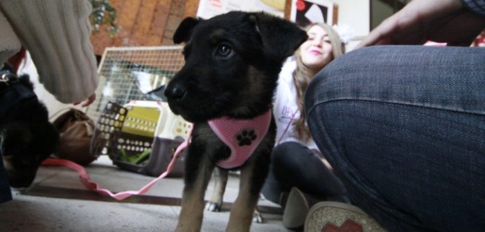 La cara menos amable de la Ley Cholito y que genera controversia