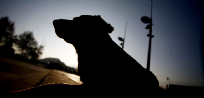 Preocupación causó la libertad de hombre que robaba y descuartizaba perros en Viña del Mar