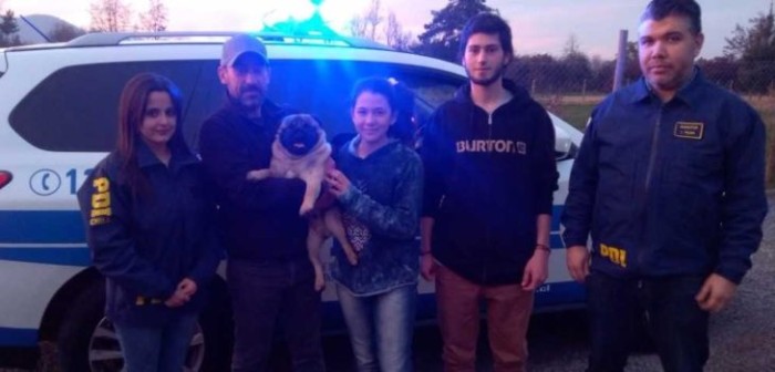 A casi un año de su desaparición: PDI de Rancagua recupera a perro avaluado en $500 mil