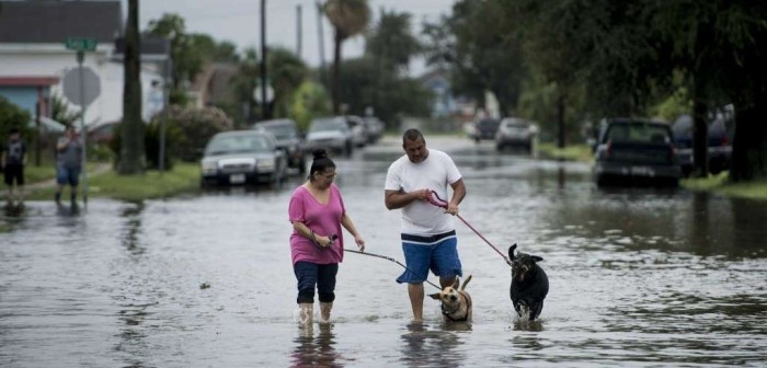 Imagen de perro huyendo del huracán Harvey con una bolsa de comida se vuelve viral